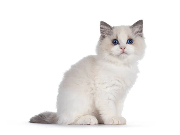 Söt Blå Bicolor Ragdoll Katt Kattunge Sitter Sida Sätt Blickar — Stockfoto