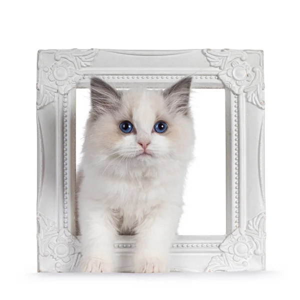 Cute Blue Bicolor Ragdoll Cat Kitte Standing Throught White Empty — Stock Photo, Image