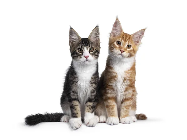Duo Két Aranyos Maine Mosómedve Macska Cica Egymás Mellett Szemben — Stock Fotó