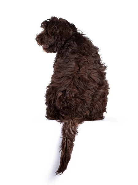 Schattige Donkerbruine Cobberdog Aka Labradoodle Pup Achterover Zittend Rand Met — Stockfoto