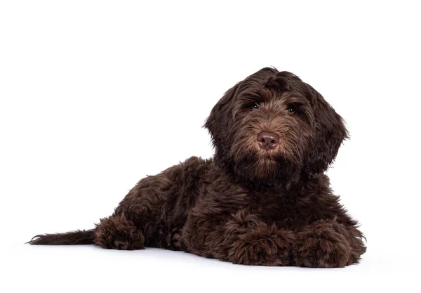 Adorabile Marrone Scuro Cobberdog Aka Labradoodle Cucciolo Che Stabilisce Vie — Foto Stock