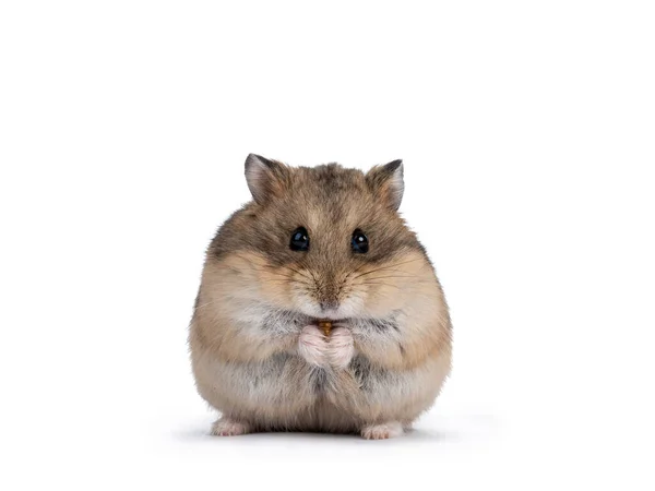 Cute Adult Brown Hamster Sitting Hind Paws Holding Eating Flourworm Royalty Free Stock Photos