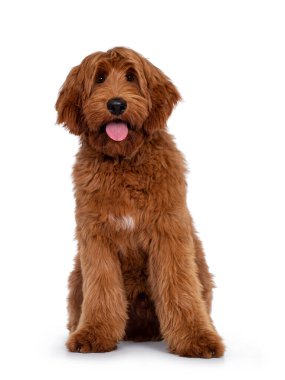 Yakışıklı erkek kayısı ya da kırmızı Avustralya Cobberdog lakaplı Labradoodle önde oturuyor. Kameraya dost canlısı görünüyor. Siyah burun, pembe dil. Beyaz arkaplanda izole.