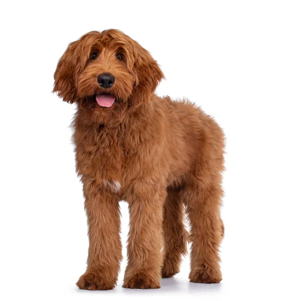 Bellissimo Maschio Albicocca Rosso Australiano Cobberdog Aka Labradoodle Piedi Strade — Foto Stock