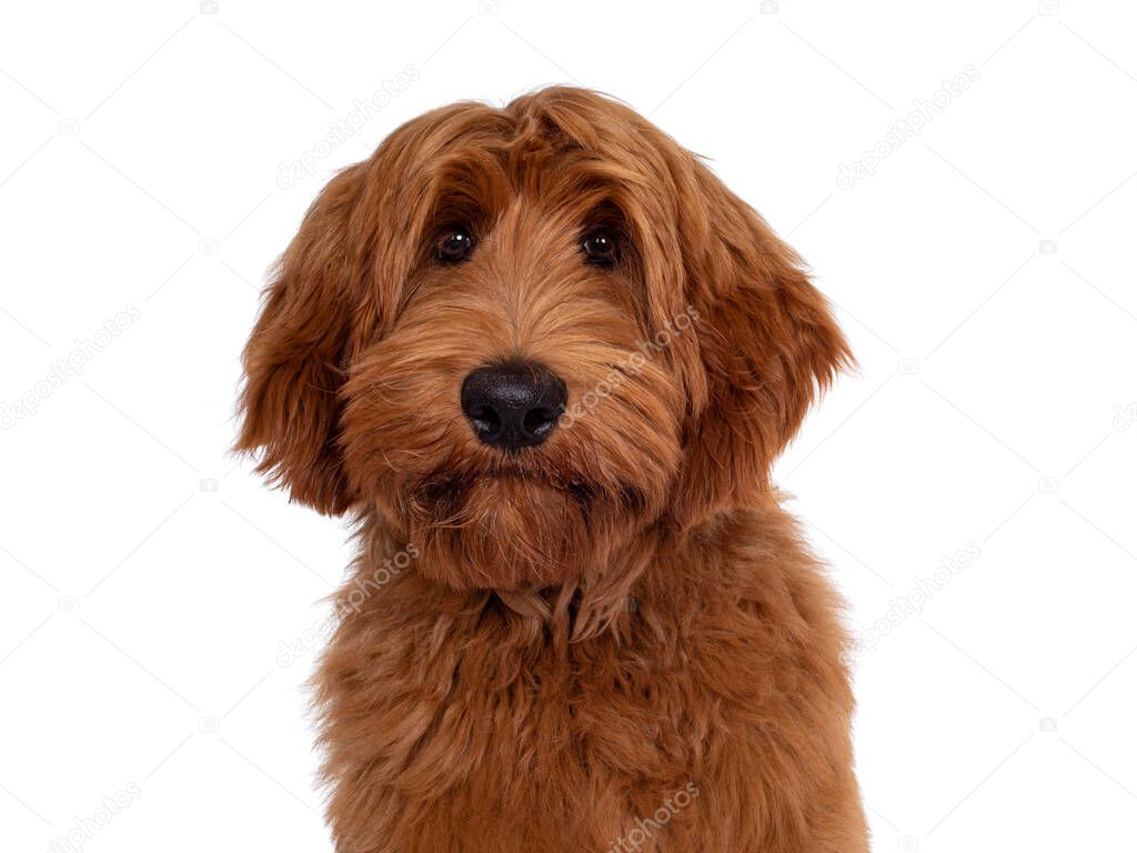 Head shot of handsome male apricot or red Australian Cobberdog aka Labradoodle. Looking friendly to camera with cute head tilt. Black nose, mouth closed. Isolated on white background.