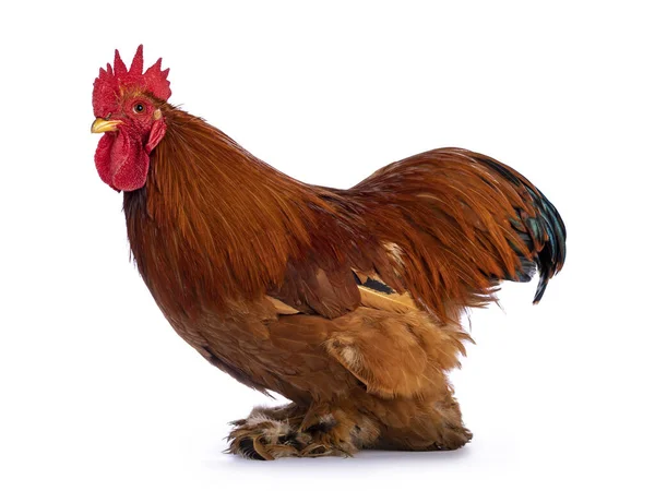 Adult Buff Black Columbia Cochin Rooster Standing Side Ways Head — Stock Photo, Image