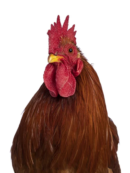 Head Shot Adult Buff Black Columbia Cochin Rooster Standing Facing — Stock Photo, Image