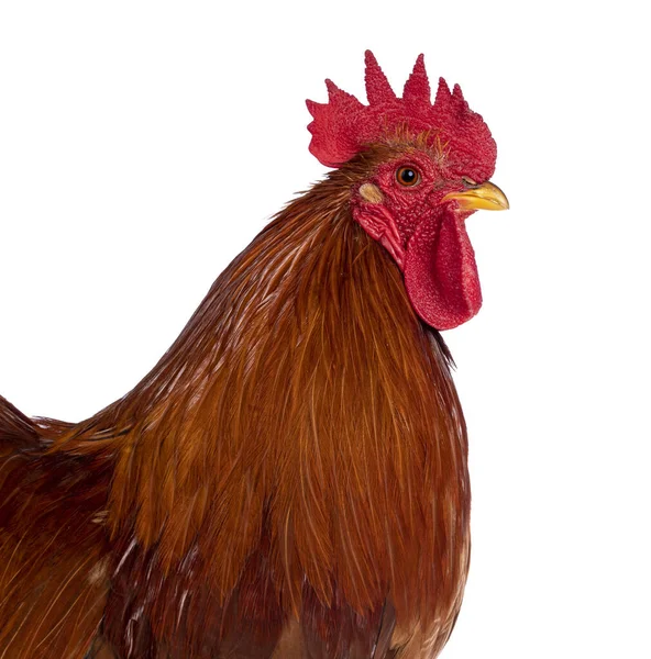 大人のバフブラックコロンビアコーチン鶏の頭のショットは 脇道に立っている まっすぐ前を見て 白い背景に隔離された — ストック写真