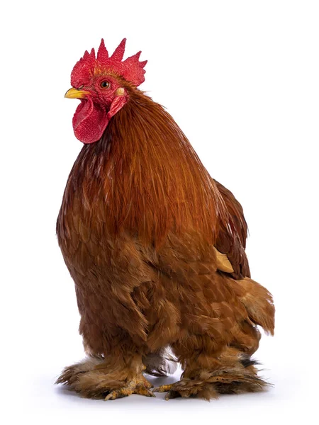 Adult Buff Black Columbia Cochin Rooster Standing Facing Front Head — Stock Photo, Image