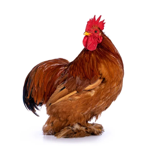 大人のバフブラックコロンビアコーチン鶏 サイドウェイ立っている 頭を後ろを振り向いて肩をひっくり返した 白い背景に隔離された — ストック写真