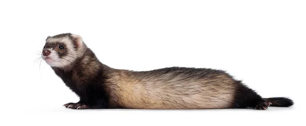 Jeune Furet Mignon Couché Sur Côté Regardant Sur Côté Isolé — Photo