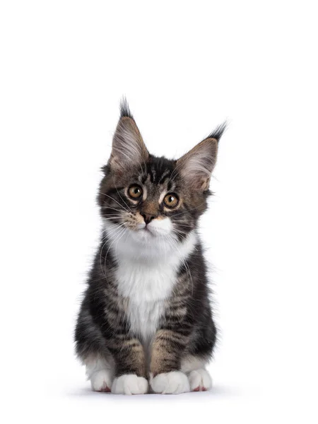 Söt Svart Tabby Med Vit Maine Coon Katt Kattunge Sitter — Stockfoto