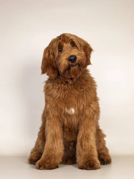 Aprikot Pria Tampan Atau Cobberdog Merah Alias Labradoodle Duduk Menghadap — Stok Foto