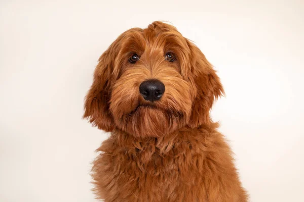 Yakışıklı erkek kayısı ya da kırmızı Avustralya Cobberdog namı diğer Labradoodle. Kameraya karşı dost canlısı görünüyor. Kara burun, ağız kapalı. Şampanya arka planında izole edilmiş..