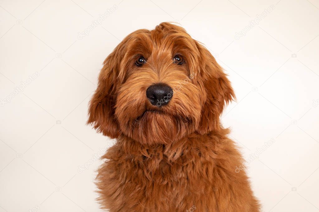 Head shot of handsome male apricot or red Australian Cobberdog aka Labradoodle. Looking friendly towards camera. Black nose, mouth closed. Isolated on champagne background.