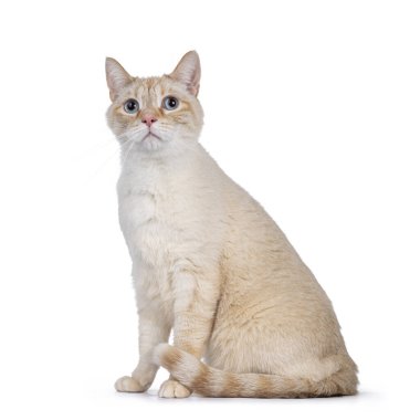 Nazik turuncu ev kedisi, yan yana oturuyor. Büyüleyici mavi gözlerle merakla yukarı bakıyorum. Beyaz bir arkaplanda izole edilmiş.