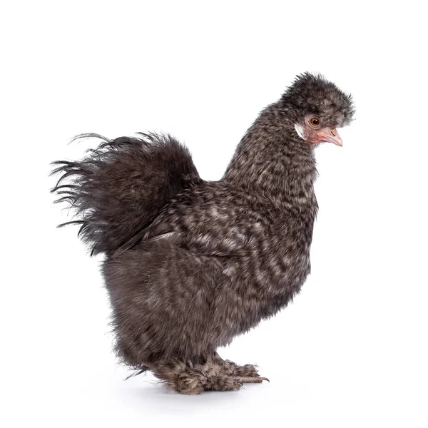 Fluffy Cuckoo Silkie Ayam Berdiri Sisi Jalan Melihat Lurus Depan — Stok Foto