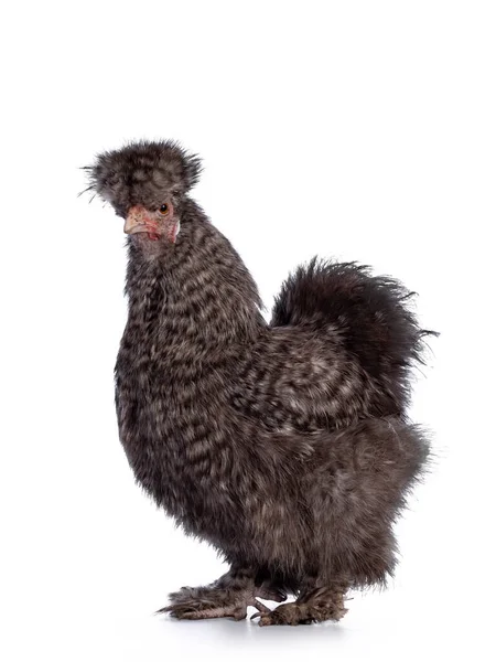 Fluffy Cuckoo Silkie Ayam Berdiri Setengah Jalan Melihat Kamera Terisolasi — Stok Foto