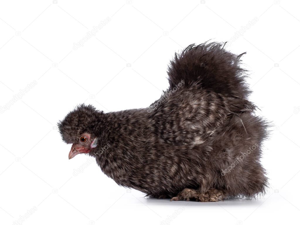 Fluffy cuckoo Silkie chicken, standing side ways, head down to pick something from ground.Isolated on a white background. Trimmed feathers.