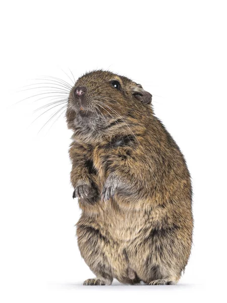 Young Degu Rodent Aka Octodon Degus Sitting Hind Paws Looking — Stock Photo, Image