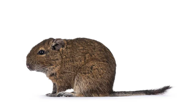 Genç Degu Kemirgeni Namı Diğer Octodon Degus Yan Yana Oturuyor — Stok fotoğraf