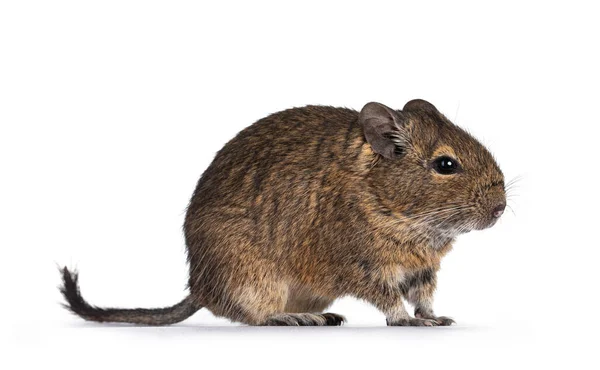 Jovem Roedor Degu Conhecido Como Octodon Degus Olhando Frente Isolado — Fotografia de Stock