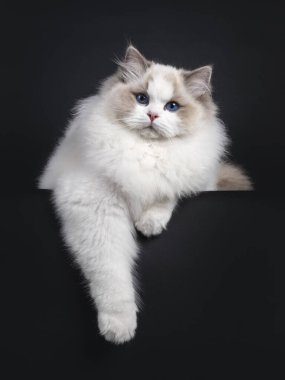 Etkileyici genç Ragdoll kedi çocuk, ön pençeleri sarkık bir şekilde kenarda yatıyordu. Koyu mavi gözlerle kameraya doğru bakıyor. Siyah bir arkaplanda izole edilmiş.