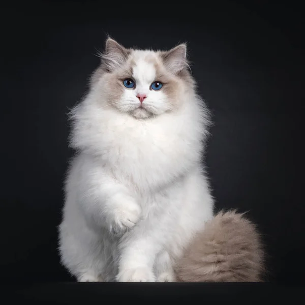 Impressionante Jovem Menino Gato Ragdoll Sentado Frente Para Frente Com — Fotografia de Stock