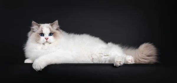Etkileyici genç Ragdoll kedi çocuk, kenarlarda yatıyor. Koyu mavi gözlerle kameraya doğru bakıyor. Siyah bir arkaplanda izole edilmiş.
