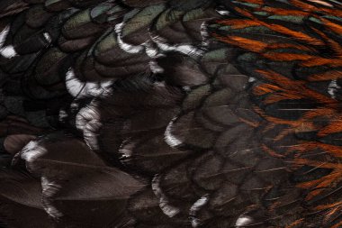 Siyah ve beyaz benekli tüy tam kare makro çekim boynu kahverengi renkli tavuk veya tavuk.