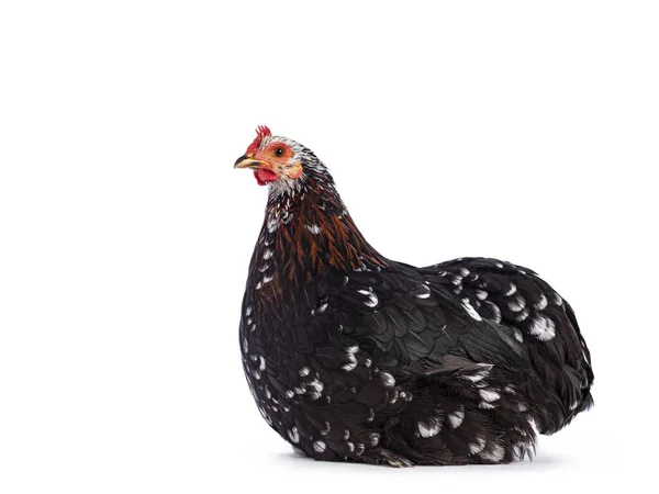 Black White Mottled Cochin Chicken Hen Brown Color Variety Neck — Stock Photo, Image