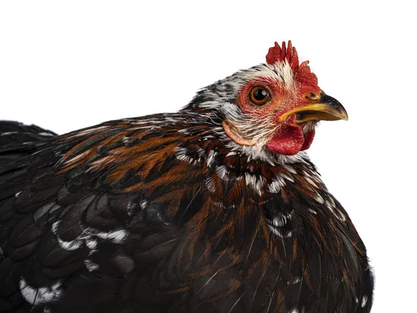 Head Shot Black White Mottled Bantam Cochin Chicken Hen Brown — Stock Photo, Image