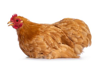 Genç Buff Cochine tavuğu yan yana oturuyor. Yan tarafa bakıyorum. Gagası biraz açık, konuşuyor. Beyaz bir arkaplanda izole edilmiş.