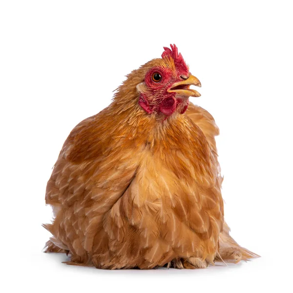 Buff Cochine Chicken Sitting Facing Front Beak Open Bit Isolated — Stock Photo, Image