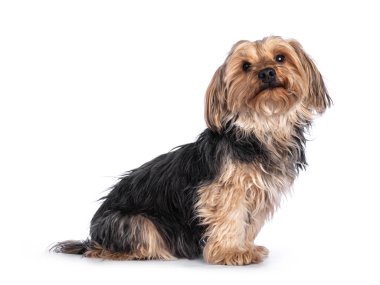 Pasaklı, siyah, altın sarısı Yorkshire teriyeri köpeği yan yana oturuyor. Kameraya doğru bakıyorum. Beyaz bir arkaplanda izole edilmiş.