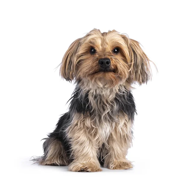 Scruffy Adulto Preto Ouro Yorkshire Terrier Cão Sentado Frente Para — Fotografia de Stock