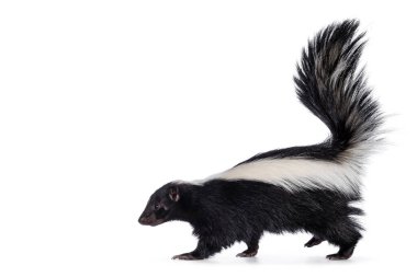 Cute classic black with white stripe young skunk aka Mephitis mephitis, walking side ways. Head up looking straight ahead with tail high up. Isolated on a white background. clipart
