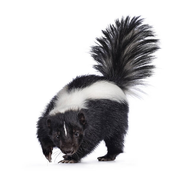 Симпатичный классический черный с белой полосой молодой скунс он же Мефитис мефитис, идущий к камере. Смотрю прямо на объектив с высоко поднятым хвостом. Изолированный на белом фоне.