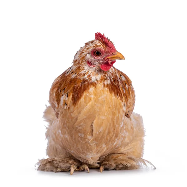 Buff Mille Fleur Cochin Bantam Chicken Sitting Facing Front Looking — Stock Photo, Image