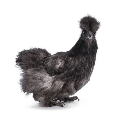 Genç mavi Silkie bantam tavuk, yan yana duruyor. Doğrudan kameraya bakıyorum. Beyaz bir arkaplanda izole edilmiş.