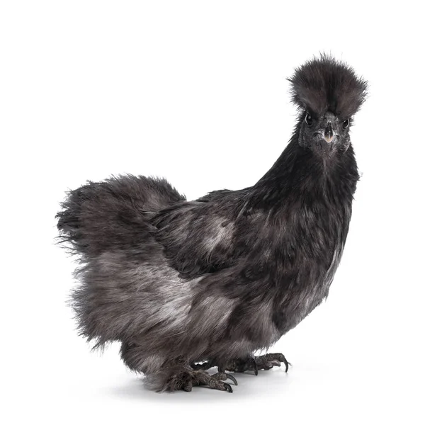 Genç mavi Silkie bantam tavuk, yan yana duruyor. Doğrudan kameraya bakıyorum. Beyaz bir arkaplanda izole edilmiş.