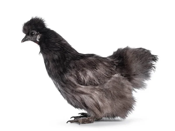 Jovem Galinha Silkie Bantam Azul Olhando Para Frente Longe Câmara — Fotografia de Stock