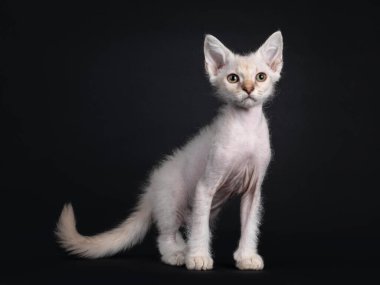 Şirin çikolatalı tekir tonkini puanı LaPerm kedi yavrusu, yan yana duruyor. Gözleri yeşil olan kameradan uzağa bakıyor. Siyah bir arkaplanda izole edilmiş.