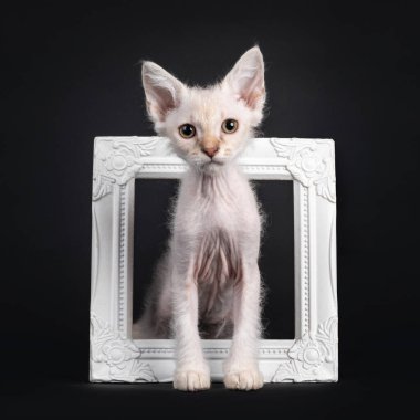 Şirin çikolatalı tekir tonkin puanı LaPerm kedi yavrusu, beyaz fotoğraf çerçevesinde duruyor. Gözleri yeşil olan kameraya doğru bakıyor. Siyah bir arkaplanda izole edilmiş.