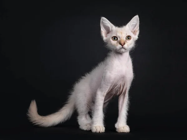 Söt Choklad Tabby Tonkinese Punkt Laperm Katt Kattunge Stående Sida — Stockfoto