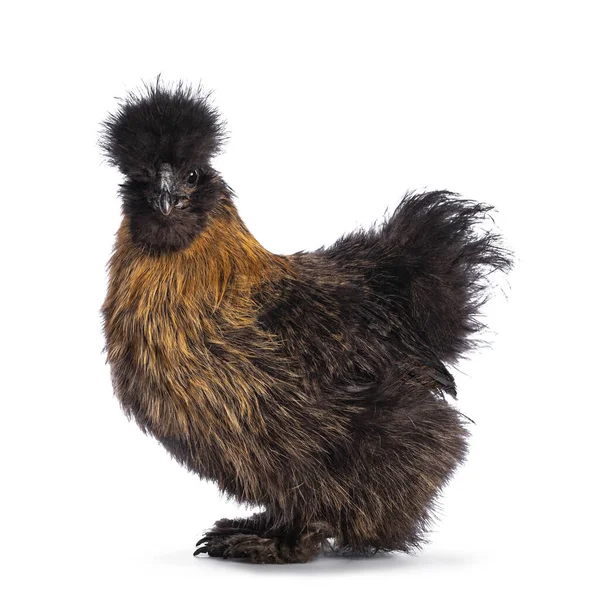 Young Patridge Silkie Ayam Berdiri Sisi Melihat Langsung Kamera Terisolasi — Stok Foto