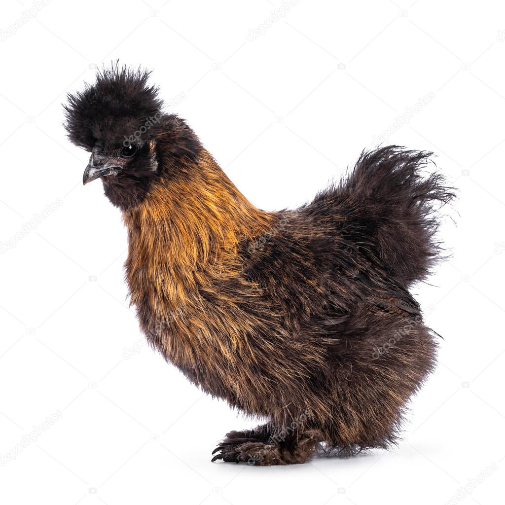 Young patridge Silkie chicken, standing side ways. Looking straight ahead away from camera. Isolated on a white background.