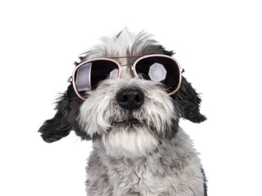 Güneş gözlüğü takan küçük siyah beyaz bir köpek resmi. Kameraya bakıyor, gülümsüyor. Beyaz bir arkaplanda izole edilmiş.