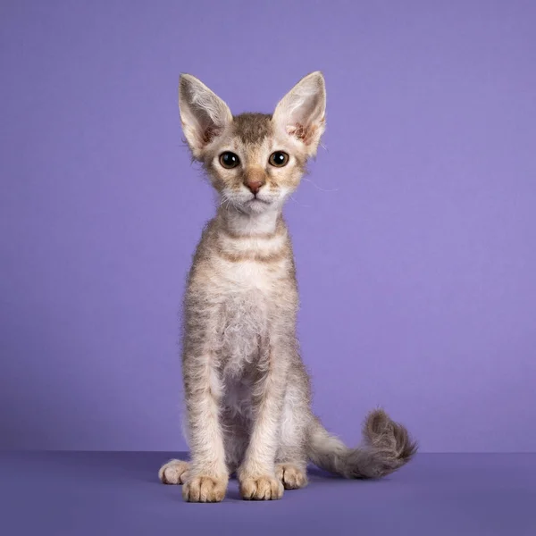 Söt Lilac Tortie Tabby Spotte — Stockfoto