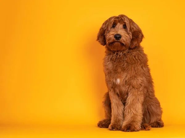 Yakışıklı erkek Cobberdog namı diğer Labrador, yüzü önde oturuyor. Dost canlısı bir yüzle kameraya bakıyor. Turuncu sarı arka planda izole edilmiş..